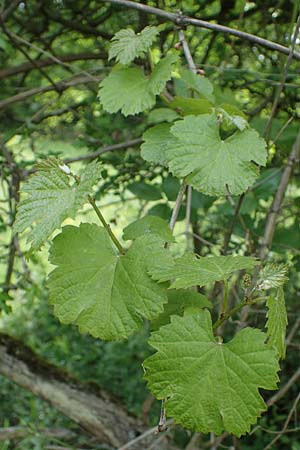 Vitis sylvestris ? \ Wilde Weinrebe / Grape Vine, D Ketsch 20.5.2021