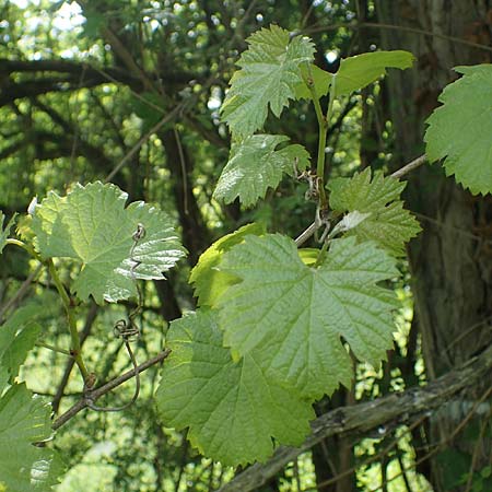 Vitis sylvestris ? \ Wilde Weinrebe / Grape Vine, D Ketsch 20.5.2021