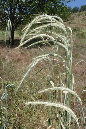 Secale cereale var. multicaule \ Waldstauden-Korn, Johannis-Roggen / Wild Rye, D Th&uuml;ringen, Kindelbr&uuml;ck 14.6.2023