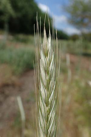 Secale cereale var. multicaule \ Waldstauden-Korn, Johannis-Roggen / Wild Rye, D Th&uuml;ringen, Kindelbr&uuml;ck 14.6.2023