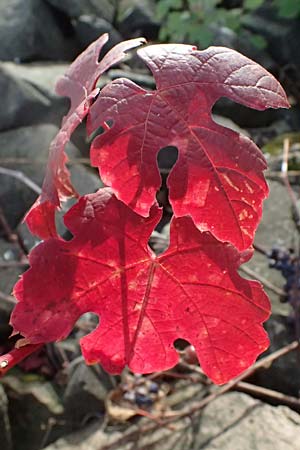 Vitis sylvestris ? \ Wilde Weinrebe / Grape Vine, D Mannheim M&uuml;hlau - Hafen/Port 12.11.2023