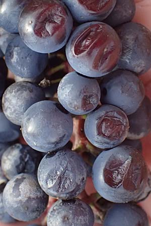 Vitis sylvestris ? \ Wilde Weinrebe / Grape Vine, D Mannheim M&uuml;hlau - Hafen/Port 12.11.2023