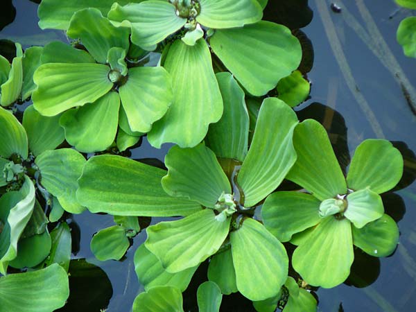 Pistia stratiotes \ Wassersalat, Muschelblume / Water Cabbage, D Grevenbroich 5.9.2021