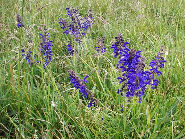 Salvia pratensis \ Wiesen-Salbei / Meadow Clary, D Gerolzhofen-Sulzheim 1.6.2015
