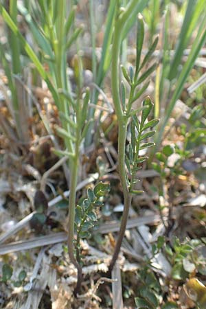 Cardamine dentata \ Zahn-Schaumkraut / White Cuckoo Bitter-Cress, D Konstanz 24.4.2018
