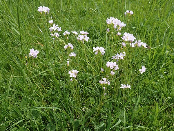 Cardamine pratensis agg. \ Wiesen-Schaumkraut / Cuckooflower, D Schwaigen-Hinterbraunau 2.5.2019