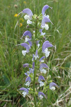 Salvia pratensis \ Wiesen-Salbei / Meadow Clary, D Neuleiningen 14.5.2020