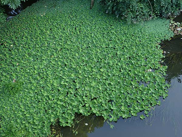 Pistia stratiotes \ Wassersalat, Muschelblume / Water Cabbage, D Grevenbroich 5.9.2021
