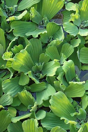 Pistia stratiotes \ Wassersalat, Muschelblume / Water Cabbage, D Grevenbroich 5.9.2021
