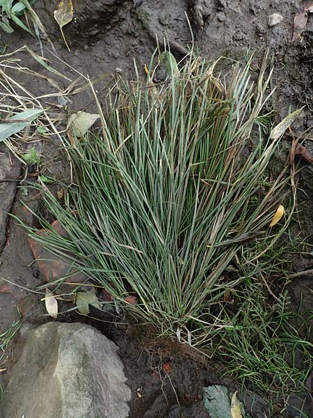 Deschampsia wibeliana \ Elbe-Schmiele, Schlamm-Schmiele / Wibel's Hair Grass, D Hamburg 11.9.2011