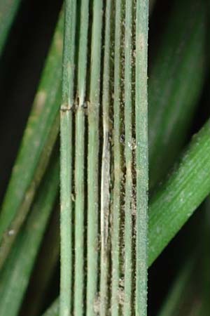 Deschampsia wibeliana \ Elbe-Schmiele, Schlamm-Schmiele / Wibel's Hair Grass, D Hamburg 11.9.2011