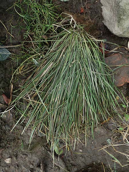 Deschampsia wibeliana \ Elbe-Schmiele, Schlamm-Schmiele / Wibel's Hair Grass, D Hamburg 11.9.2011