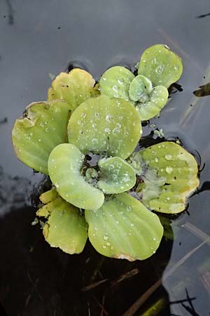 Pistia stratiotes, Hybrid-Heusenkraut