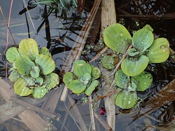 Pistia stratiotes \ Wassersalat, Muschelblume / Water Cabbage, D Karlsruhe 25.10.2025