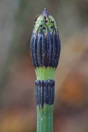 Equisetum hyemale \ Winter-Schachtelhalm / Rough Horsetail, Dutch Rush, D Isny 31.10.2025