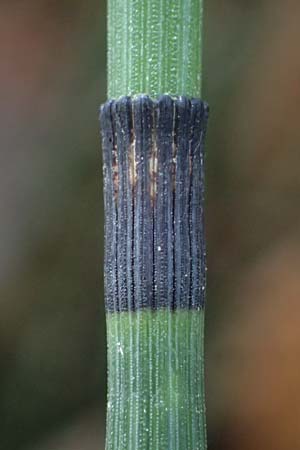Equisetum hyemale \ Winter-Schachtelhalm / Rough Horsetail, Dutch Rush, D Isny 31.10.2025