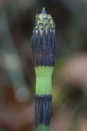 Equisetum hyemale \ Winter-Schachtelhalm / Rough Horsetail, Dutch Rush, D Isny 31.10.2025