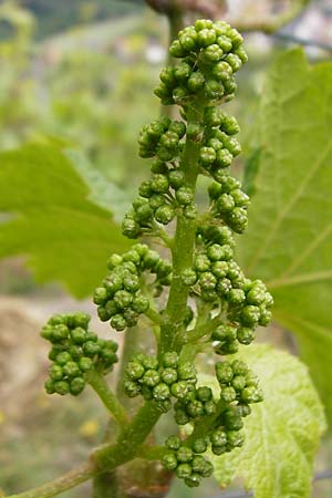Vitis vinifera \ Weinrebe / Grape Vine, D &Ouml;stringen-Eichelberg 25.5.2015