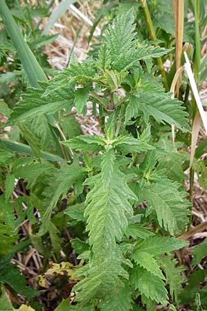Lycopus europaeus \ Ufer-Wolfstrapp / Gipsywort, D Grettstadt 18.7.2015