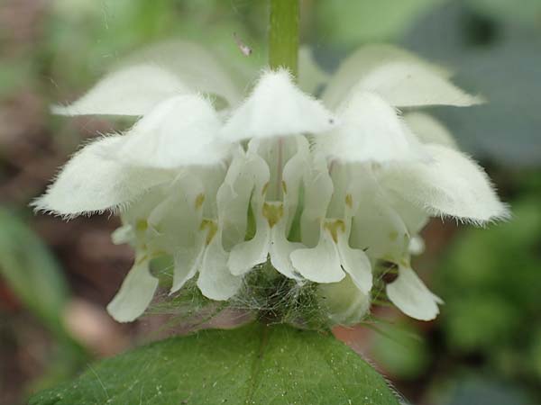 Lamium album \ Wei�e Taubnessel / White Dead-Nettle, D Stuttgart-Gaisburg 24.4.2018