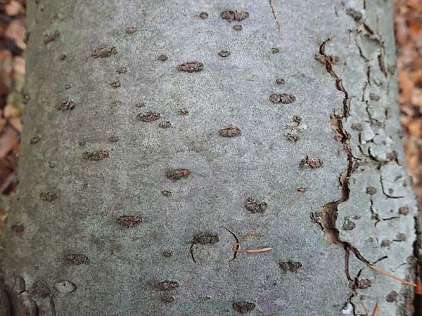 Abies alba \ Wei�-Tanne, Fichten-Tanne / Common Silver Fir, D Odenwald, Reichelsheim 12.10.2018