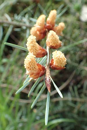 Abies alba \ Wei�-Tanne, Fichten-Tanne / Common Silver Fir, D Heidelberg 3.5.2020