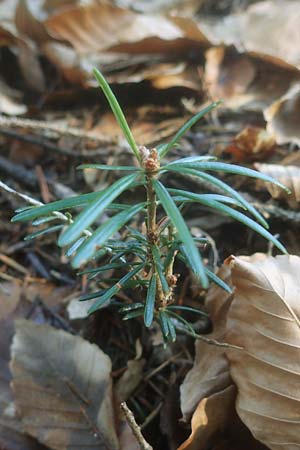 Abies alba \ Wei�-Tanne, Fichten-Tanne / Common Silver Fir, D Odenwald, Unterabtsteinach 18.11.2020