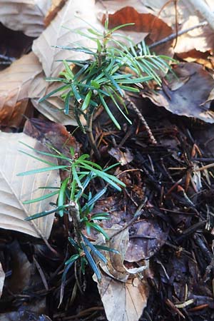 Abies alba \ Wei�-Tanne, Fichten-Tanne / Common Silver Fir, D Odenwald, Unterabtsteinach 18.11.2020