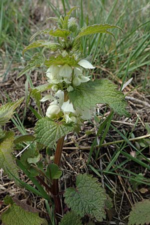 Lamium album \ Wei�e Taubnessel / White Dead-Nettle, D Hirschberg 15.4.2021