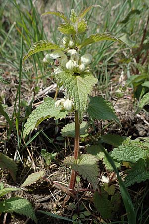 Lamium album \ Wei�e Taubnessel / White Dead-Nettle, D Hirschberg 15.4.2021