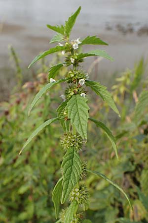 Lycopus europaeus \ Ufer-Wolfstrapp / Gipsywort, D Hamburg 12.9.2021