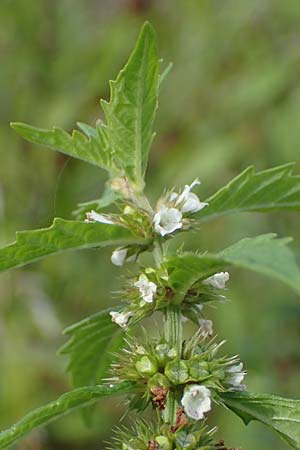 Lycopus europaeus \ Ufer-Wolfstrapp / Gipsywort, D Hamburg 12.9.2021