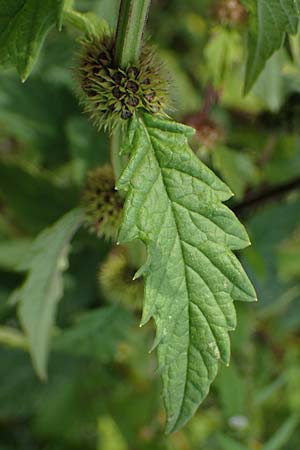 Lycopus europaeus \ Ufer-Wolfstrapp / Gipsywort, D Hamburg 12.9.2021