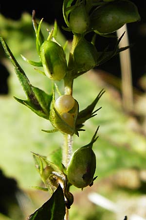 Melampyrum pratense \ Gew�hnlicher Wachtelweizen, Wiesen-Wachtelweizen / Common Cow-Wheat, D Schwarzwald/Black-Forest, Hornisgrinde 5.8.2015
