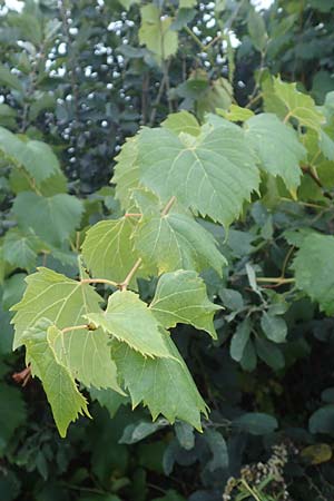 Vitis sylvestris ? \ Wilde Weinrebe / Grape Vine, D Wagh&auml;usel 14.10.2016