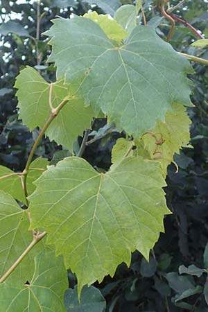 Vitis sylvestris ? \ Wilde Weinrebe / Grape Vine, D Wagh&auml;usel 14.10.2016