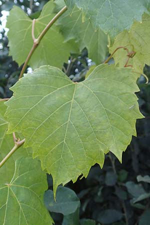 Vitis sylvestris ? \ Wilde Weinrebe / Grape Vine, D Wagh&auml;usel 14.10.2016