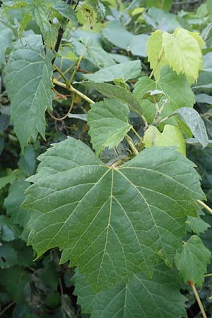Vitis sylvestris ? \ Wilde Weinrebe / Grape Vine, D Wagh&auml;usel 14.10.2016