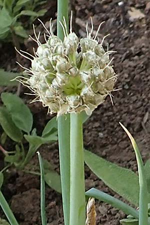 Allium fistulosum \ Winter-Hecken-Zwiebel, Winter-Zwiebel / Welsh Garlic, Green Garlic, D Botan. Gar.  Universit.  T&uuml;bingen 6.6.2018