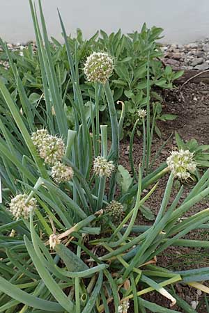 Allium fistulosum \ Winter-Hecken-Zwiebel, Winter-Zwiebel / Welsh Garlic, Green Garlic, D Botan. Gar.  Universit.  T&uuml;bingen 6.6.2018