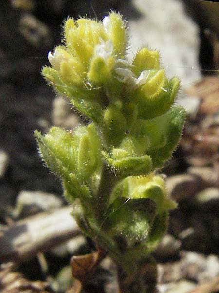 Cerastium holosteoides \ Gew�hnliches Hornkraut / Common Mouse-Ear, D Karlstadt 1.5.2007