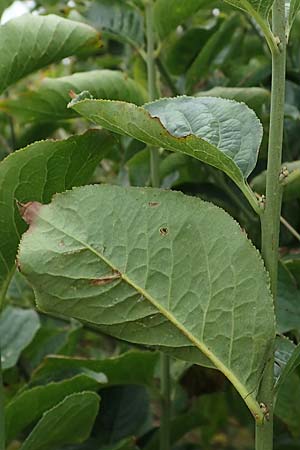 Viburnum lentago \ Kanadischer Schneeball / Nannyberry, D Hohwacht 13.9.2021
