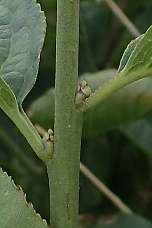 Viburnum lentago \ Kanadischer Schneeball / Nannyberry, D Hohwacht 13.9.2021