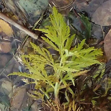 Unknown_plant spec3 ? \ Unbekannte Pflanze / Unknown Plant, D Isny 31.10.2025