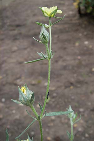Tuberaria lignosa \ Holziges Sandr�schen / Woody Rock-Rose, D Botan. Gar.  Universit.  Mainz 11.7.2009