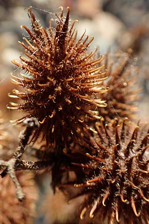 Xanthium albinum \ Ufer-Spitzklette / Riverside Cocklebur, D Dresden 2.11.2015