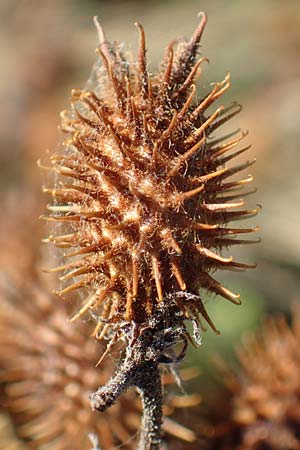 Xanthium albinum \ Ufer-Spitzklette / Riverside Cocklebur, D Dresden 2.11.2015
