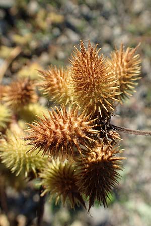 Xanthium albinum \ Ufer-Spitzklette / Riverside Cocklebur, D Dresden 2.11.2015