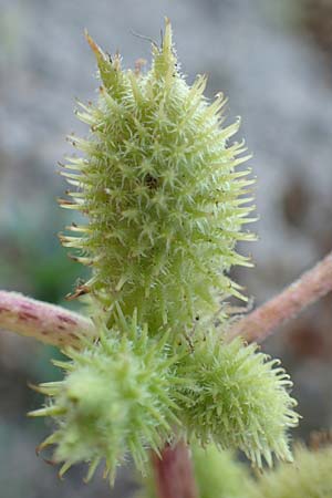 Xanthium albinum \ Ufer-Spitzklette / Riverside Cocklebur, D Dresden 3.11.2015