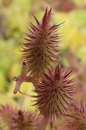 Xanthium saccharatum \ Zucker-Spitzklette / Canada Cocklebur, D Wei&szlig;enthurm-Kaltenengers 27.9.2017